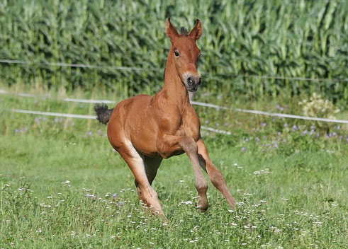 foto: Morwen Fotografie