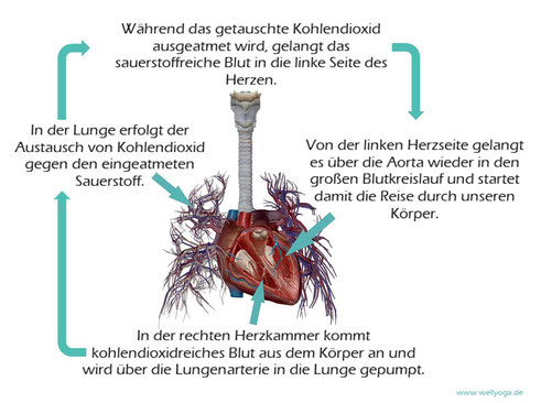 Lungenkreislauf