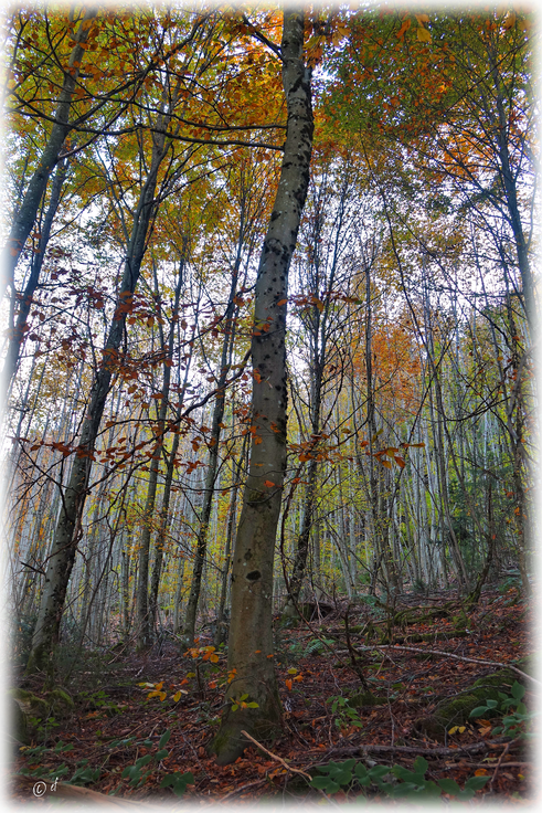 Ein Novembertag im Wald