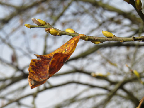 November im Wiesaztal