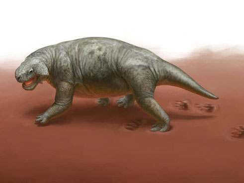 Die Backenechse, Vorfahre der Dinosaurier, in der Rekonstruktion mit deutlich erkennbaren Fußspuren. Foto: Dinosaurier Museum Altmühltal