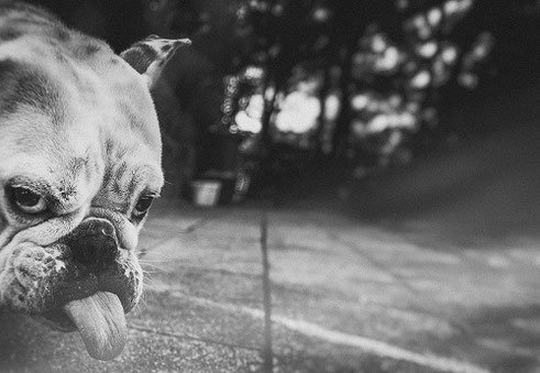 Bulldoggen sind sensibel und stur: Nicht jeder kann mit diesem Temperament umgehen.