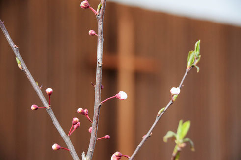 〈キリスト者にとって、死はおわりではありません。新しい命の芽吹きを見いだせるのです〉