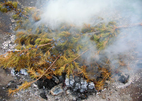 Wacholder Sammeln Juniperus communis juniper incense Räuchern Räucherwerk Räucherung Ritual