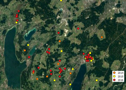 Beobachtungen der Rohrweihe im Landkreis STA 2014-2016