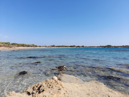 FAQ häufige und wichtige Fragen und Antworten zur Reiseversicherung, Reiserücktrittsversicherung und Auslandskrankenversicherung für Einzelreisende, Paar und Familie
