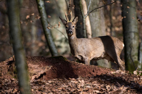 Rehbock im Herbst Bockjagd Blattjagd