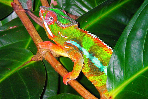 Ein in allen Regenbogenfarben schillerndes Chamäleon leuchtet zwischen großen exotischen Blättern. Seine Zunge streckt es nach einem Insekt aus