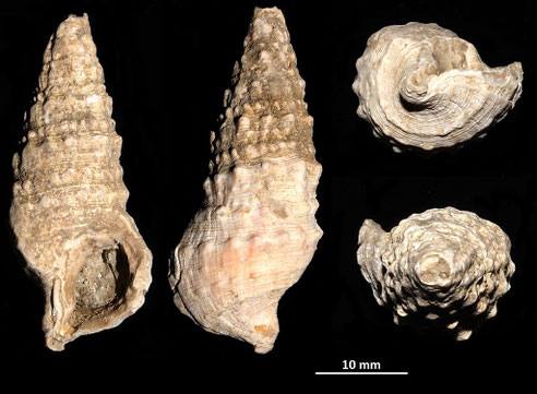 Cerithium vulgatum, Macchia della Turchina (Monteromano, VT)