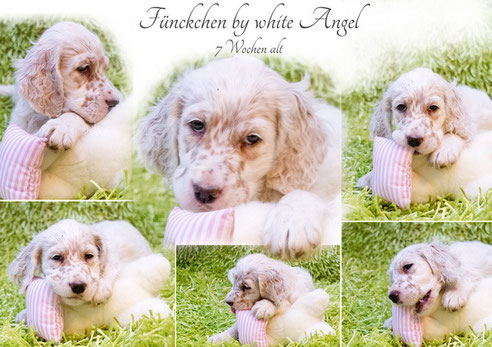 English Setter Fünkchen by white Angel