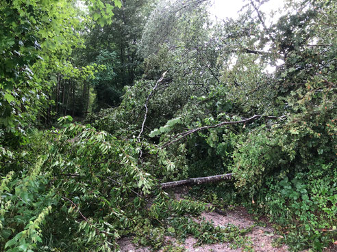 (Bilder buebikernews)