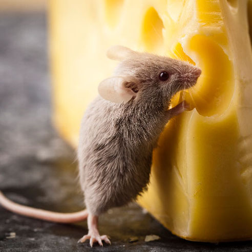 rat qui mange un fromage 