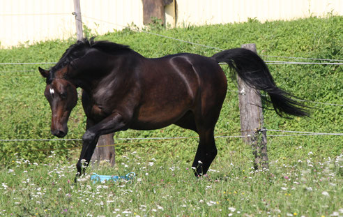 Rtz Steckenpferd Unsere Pferde Und Ponys Steckenpferd Aus
