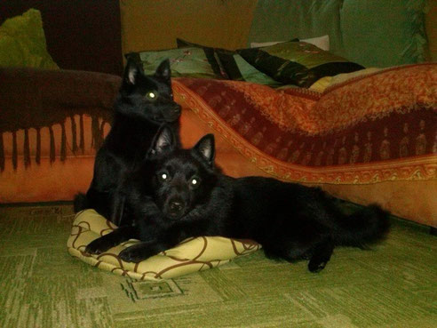 Horus et Chipie 