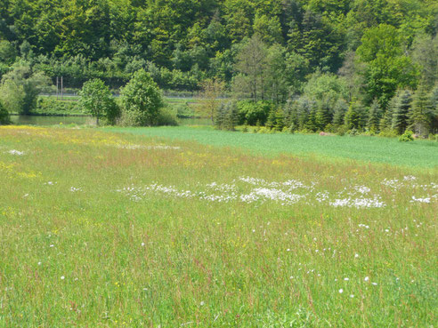 Blumenwiese