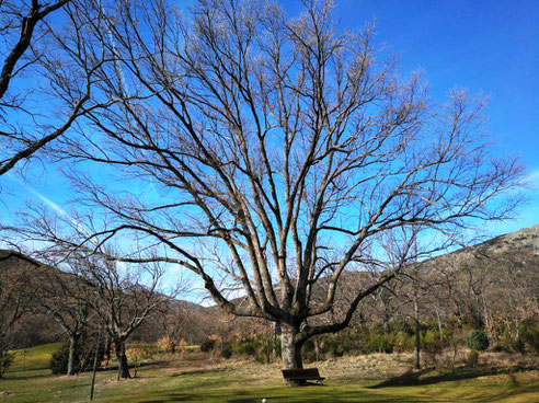 Rebollo de La Herrería. San Lorenzo de El Escorial. Árbol Singular de la Comunidad de Madrid.