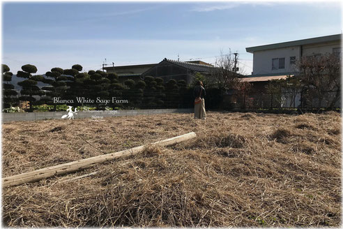 Blanca農園の国産ホワイトセージ　シャーマンセージの圃場