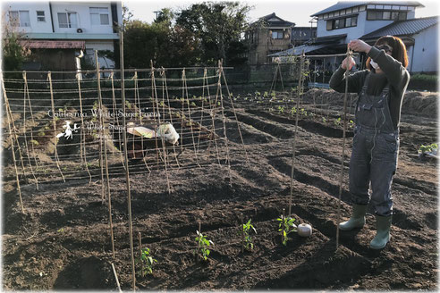 Blanca農園の国産ホワイトセージ　シャーマンセージ栽培