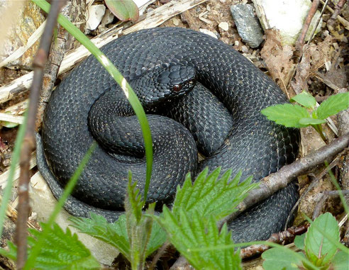 schwarze Kreuzotter, Foto: Matthias Ebert