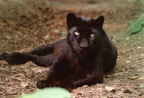 Pantherweibchen Suma (Bild: eschenbach.ch)