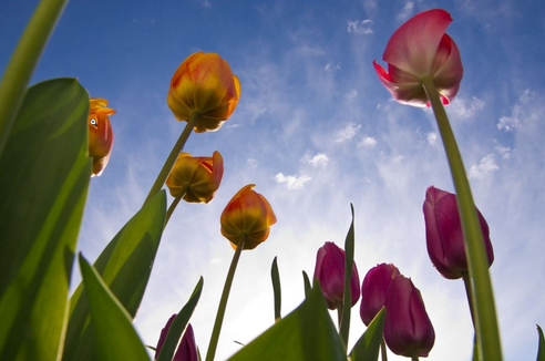 Tulpen vor blaumem Himmel