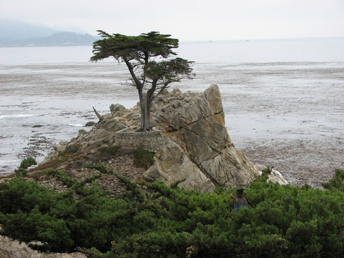 The Lone Cypress