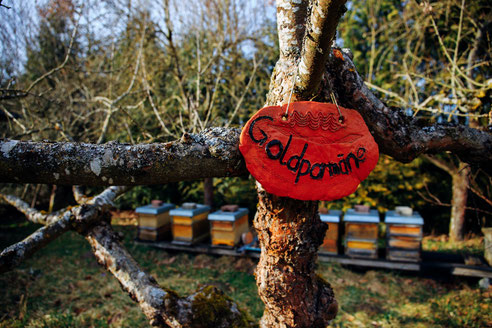 Bienensummen im Hermannsgarten