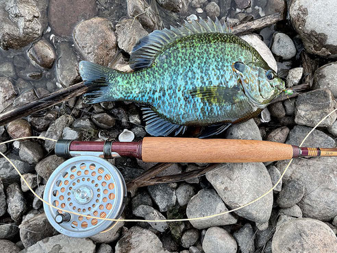 A redear sunfish caught fly fishing with a popper from San Diego are lake.