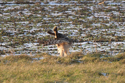 Kornweihe (Weibchen) bei der Jagd Fotos © Werner Kiermaier, LBV_Forchheim