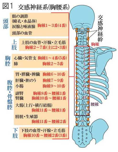 自律神経系 交感神経系(胸腰系)