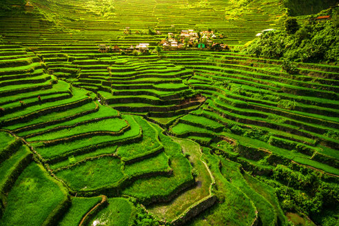 2.000 Jahre alte Reisterrassen von Ifugao