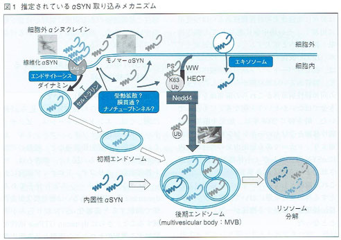 推定されているαシヌクレイン取り込みメカニズム