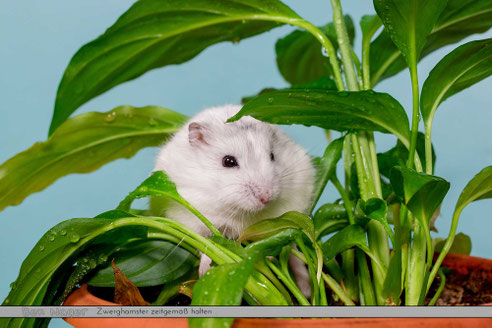 Zwerghamster sitzt in Pflanze und frisst, Zwerghamster Haltung im Gitterkäfig, Welcher Zwerghamsterkäfig ist richtig, Zwerghamsterkäfig kaufen, Nagarium, Nagerterrarium, Hamsterkäfig kaufen, Hamster kaufen, www.bennagerbooks.com