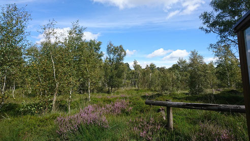 Der Blick über ein verlandetes Moor. Es wächst blühendes Heidekraut zwischen Gräsern. Im Hintergrund junge Birken. Man sieht ein Stück von einem einfachen hölzernen Geländer.