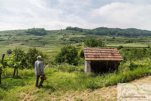 One of many vineyardhuts at Kaiserstuhl which the hoopoe use to breed