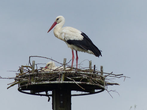 13.04.2017: "Libi" brütet bereits im Nest - Foto: Stefan Wagner