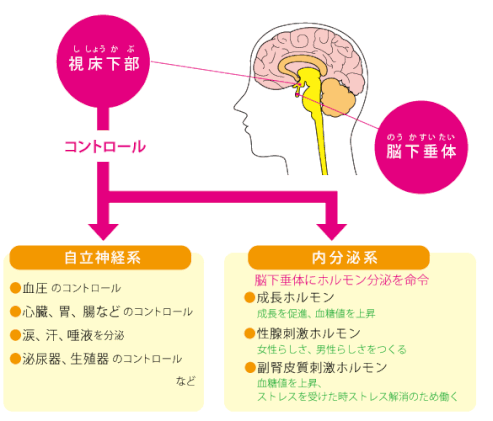 視床下部の働き