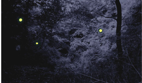 石澄川のホタルの合成イメージ写真(現地の昼間の写真を暗くし、ホタルの光のイラストを合成)