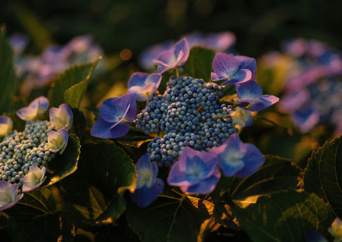 2024年　青い紫陽花01