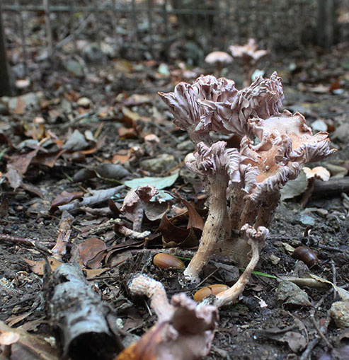 きのこ索引オウギタケGomphidius roseus　オオウロコタケXylobolus princepsオオオニテングタケAmanita grandicarpa　オオキツネタケLaccaria bicolor　オオクロニガイグチTylopilus alboater　オオコゲチャイグチオオゴムタケオオサビハリタケHydnellum ferrugineumオオシトネタケDiscina parmaオオシロカラカサタケChlorophyllum molybditesオオシワカラカサタケオオタバコウロコタケ？Hymenochaete cf. villosaオオチャワンタケPeziza vesiculosaオオチリメンタケTrametes gibbosaオオツガタケオオツルタケAmanita punctata　オオヒメノカサHygrocybe ovinaオオフクロタケVolvariella soeciosaオオホウライタケMarasmius maximus　オオボタンタケHypocrea grandis Imaiオオミノキヒダフウセンタケ（仮）Cortinarius sp.オオミノクロアワタケBoletus griseus var.fuscus　オオムラサキアンズタケGomphus ｓｐ.オオムラサキフウセンタケオキナクサハツRussula senis　オクタヴィアニア・ノナエOctaviania nonaeオクヤマニガイグチオチバノアカビョウタケLanzia huangshanicaオツネンタケモドキPolyporus brumalisオトヒメアンズタケ近縁種Cantharellus sp.