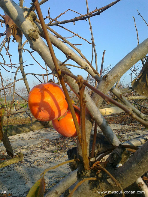 Persimmon (Хурма)