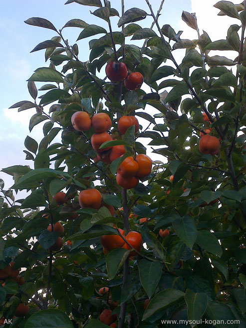 Persimmon (Хурма)