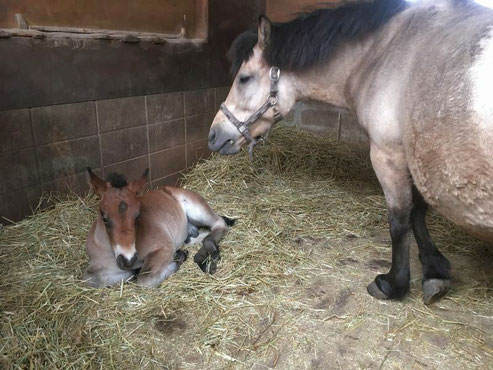 在来馬のみに認められる河原毛の木曽馬とその子