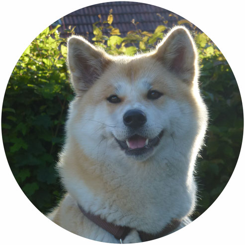 Japan Akita, Hund, Zucht, Hundezucht, Umeko of Kishi Ken, Iphofen, Unterfranken, Bayern