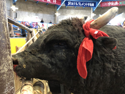 秋場所　勝利牛　鞍馬ジュゴン