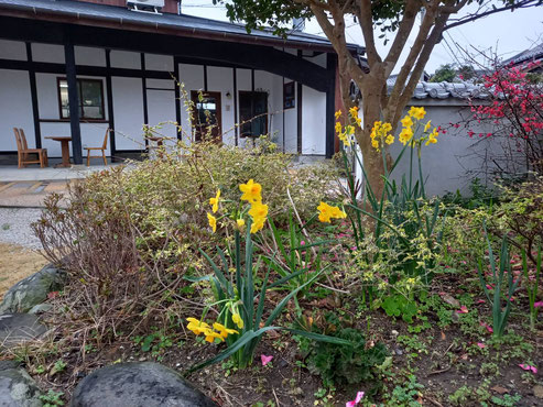 ケヤンズのお庭にあちこちに黄水仙が咲いています！