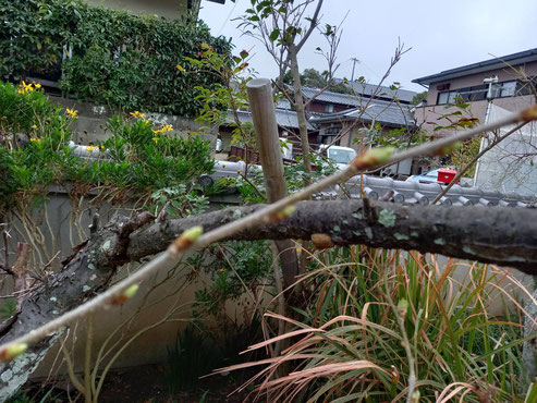 植え替えた時に一度だめになりそうになったブルーベリーの蕾も