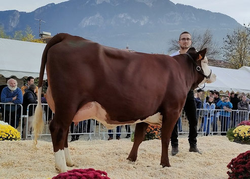 MISS 74 2022 : ROSE (Denverse) - Gaec les Contamines - Larringes