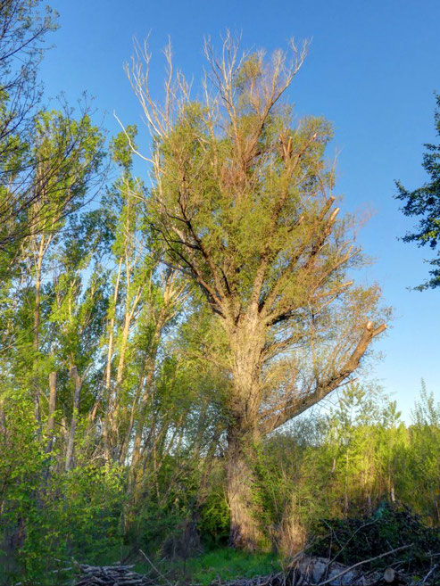 Salguera del Molino del Villar. Robledillo de la Jara. Árbol Singular de la Comunidad de Madrid