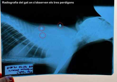 Radiografia on s’observen els tres perdigons